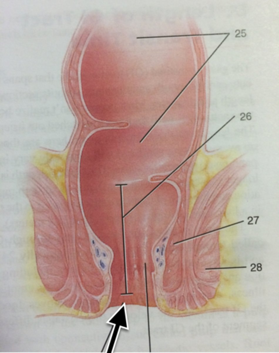 knowt flashcard image