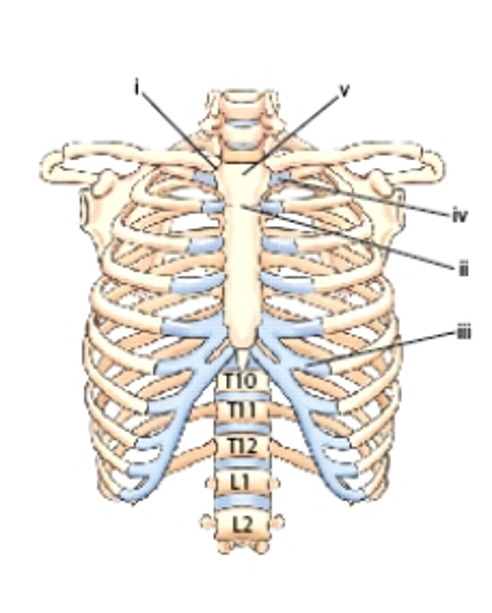 <p>C) Sternoclavicular joint</p><p>pg. 356: see figures 10. and 10.3</p>