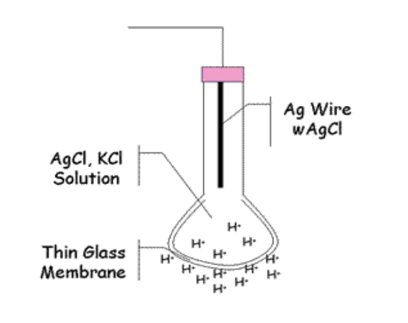 <ul><li><p>Potentiometric biosensors use ion-selective electrodes </p></li><li><p>transduce the biological reaction into an electrical signal. </p></li><li><p>This consists of an immobilised enzyme membrane surrounding the probe from a pH-meter where the catalysed reaction generates or absorbs hydrogen ions. </p></li><li><p>The reaction occurring next to the thin sensing glass membrane causes a change in pH</p></li></ul><p></p>