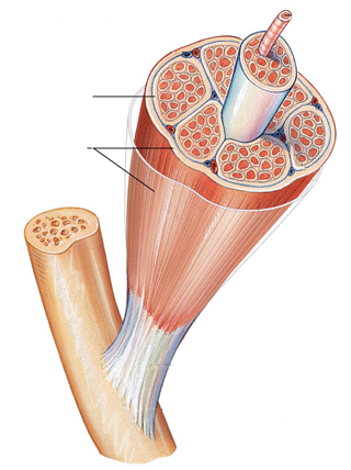 <p>A band or sheet of connective tissue that envelops, separates, or supports muscles or organs.</p>
