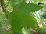 <p>Bigtooth Maple </p>