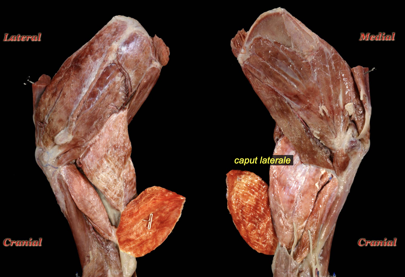 <p><span>O: tricipital line of humerus</span><br><span>I: olecranon</span><br><span>A: extension of elbow</span><br><span>N: radial n.</span></p>