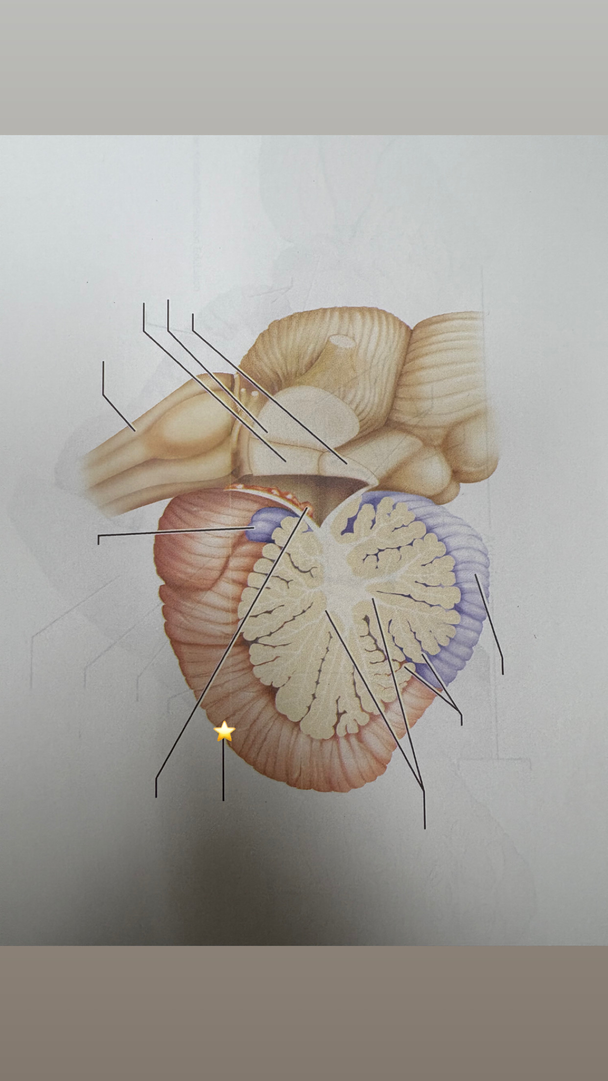 <p>name the starred structure</p>