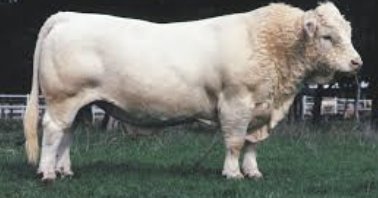 <p>What bovine breed is this? </p>