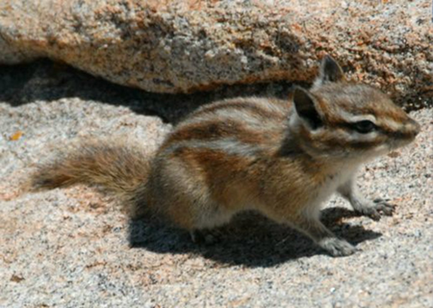 <p>Identify the species shown:</p>