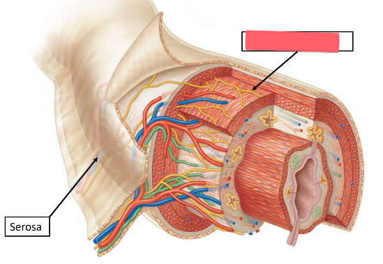 <p>of the GI tract</p><ul><li><p>moves materials along tract</p></li><li><p>mechanical digestion</p></li><li><p>multiple layers of smooth muscle</p></li></ul><p></p>