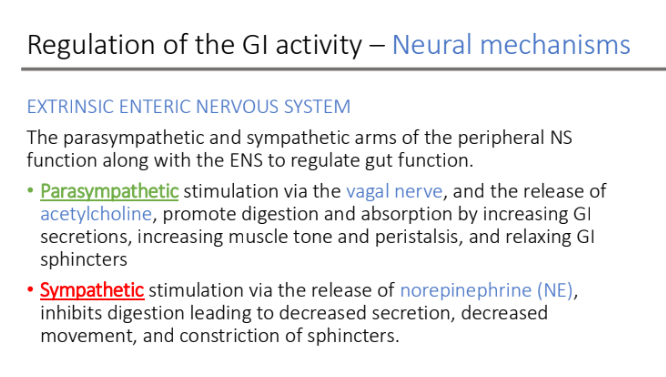 <p>norepinephrine (NE)</p><ol><li><p>decreased secretion, </p></li><li><p>decreased movement</p></li><li><p>constriction of sphincters.</p></li></ol><p></p>
