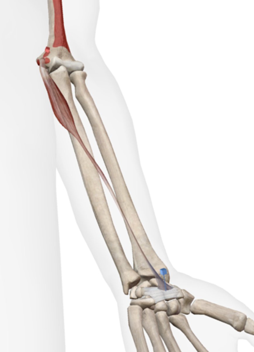 <p>palmar aponeurosis of hand</p>