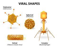 <p>Viruses are classified according to their shape:</p><ol><li><p>Round (ex. influenza)</p></li><li><p>Rod-shaped (ex. Tobacco Mosaic)</p></li><li><p>Complex (ex. bacteriophage)</p></li></ol>