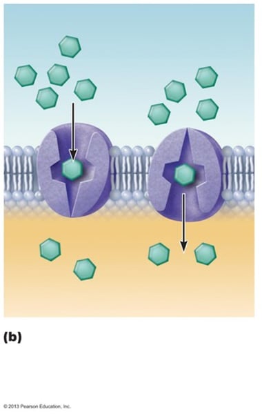 <p>Carrier proteins are only open on 1 side at a time<br>only work with 1 ion or molecule</p>