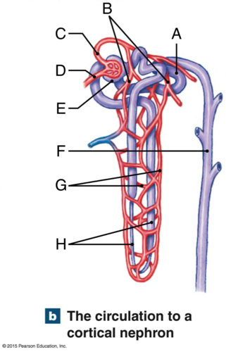 <p>B</p>