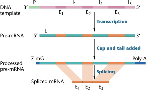 <p>This happens in eukaryotes to prevent the degradation of mRNA as it gets sent out of the nucleus and into the cytoplasm for translation. mRNA transcripts are modified before use as a template for translation -addition of capping nucleotide at the 5&apos; end -addition of poly A tail to 3&apos; end -splicing occurs, removing introns</p>