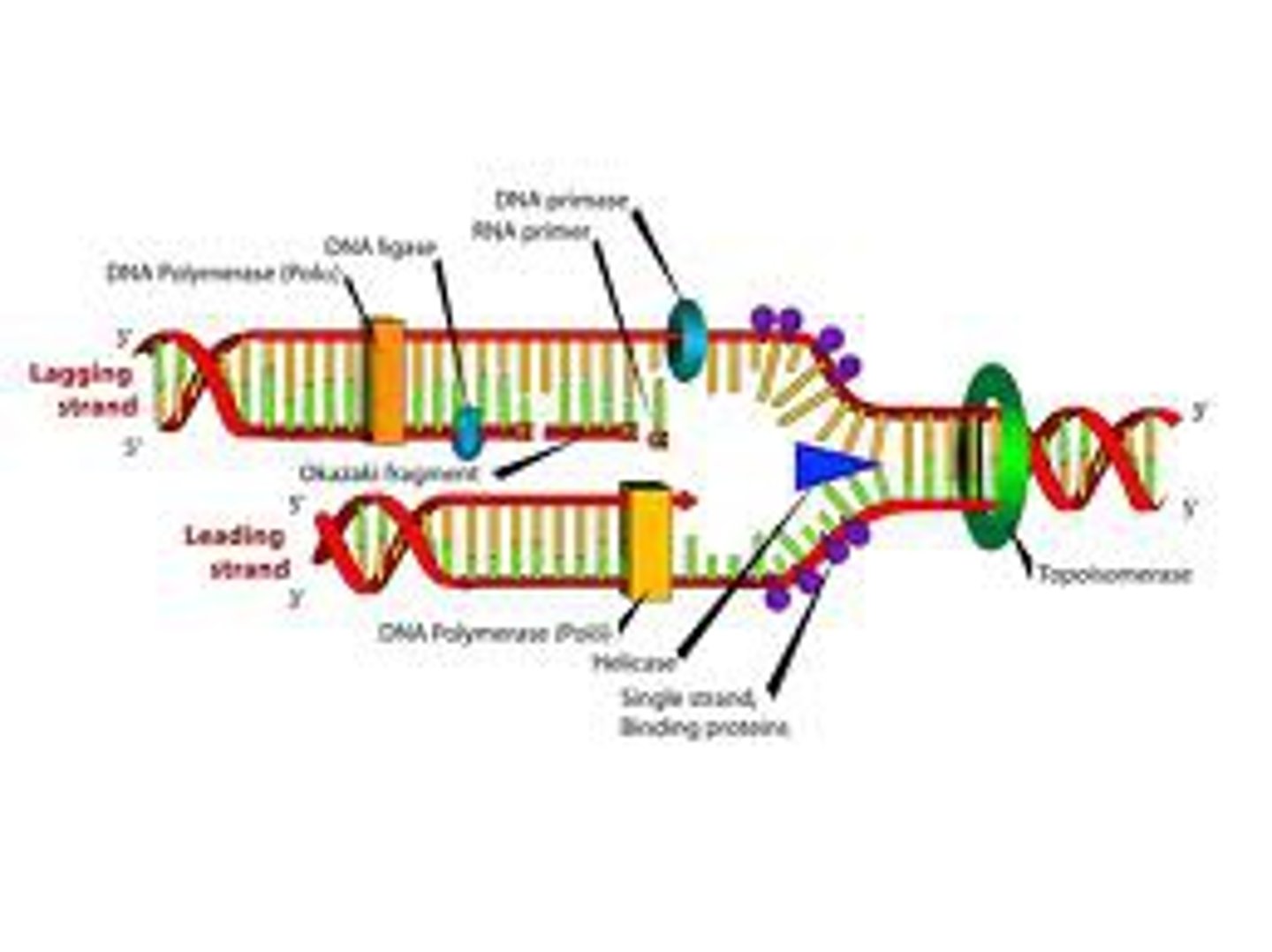 <p>The process in which DNA makes a duplicate copy of itself.</p>