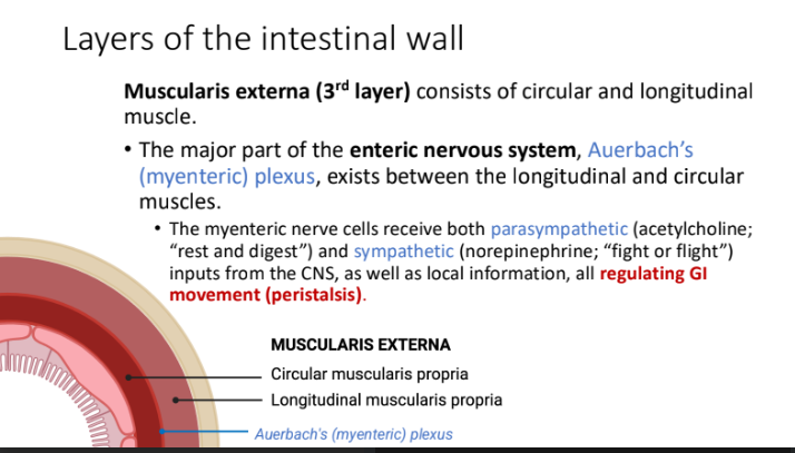 <ol><li><p>parasympathetic (acetylcholine; “rest and digest”)</p></li><li><p>sympathetic (norepinephrine; “fight or flight”)</p></li><li><p>GI movement (peristalsis).</p></li></ol><p></p>
