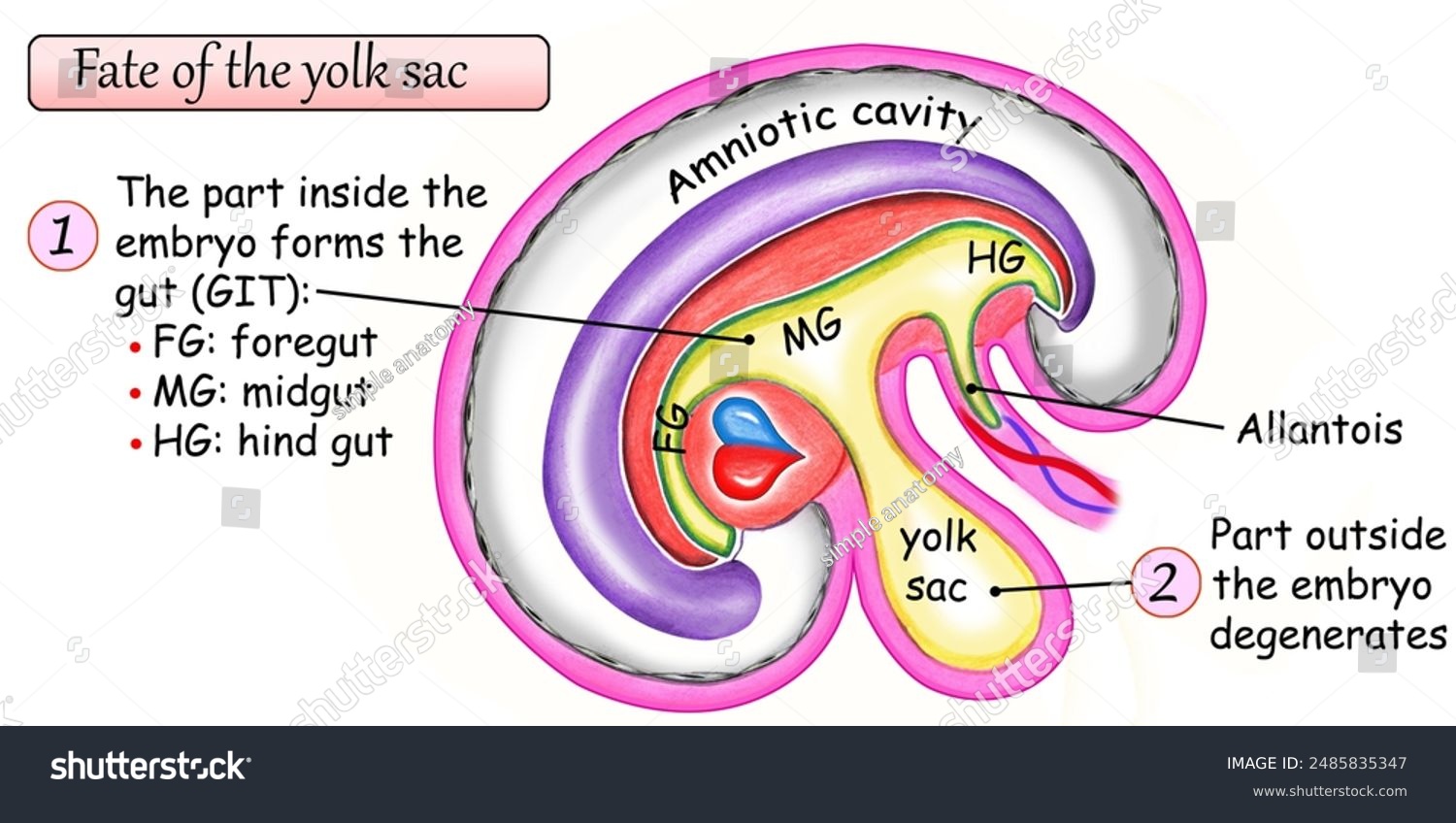 <p>What is the <strong>allantois </strong>and how does it develop?</p>