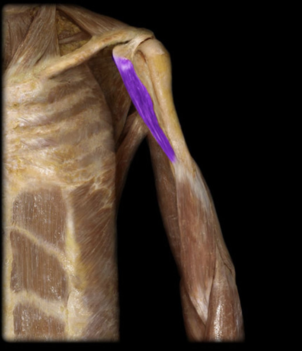 <p>What is this muscle, and what is its action, Proximal &amp; Distal insertions?</p>