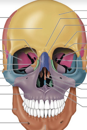 <p>Where in the picture is the temporal bone?</p>