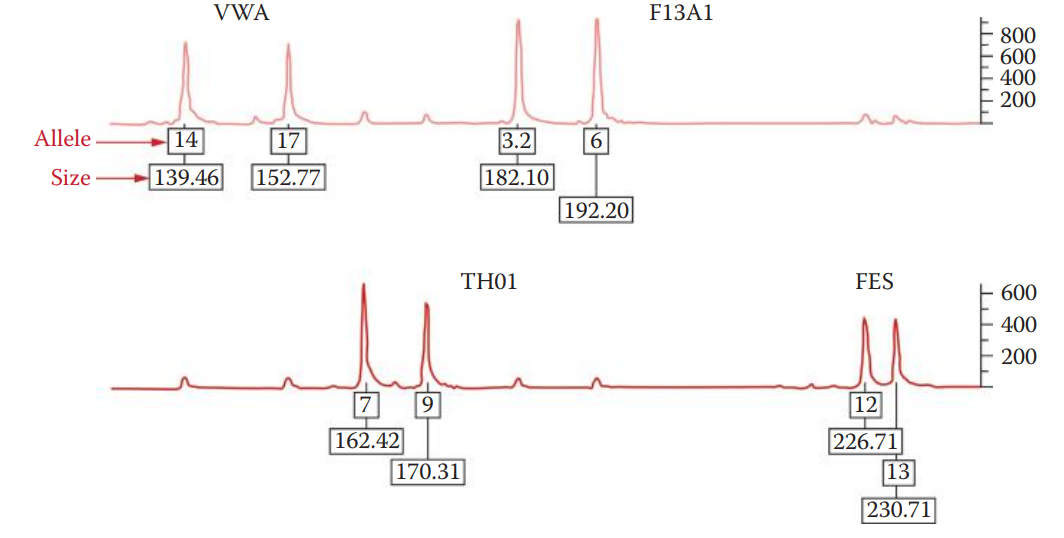 DNA profile obtained using the first STR multiplex system: the quadruplex. 