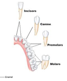 <ul><li><p>chisel shaped tooth for cutting </p></li></ul><p></p>