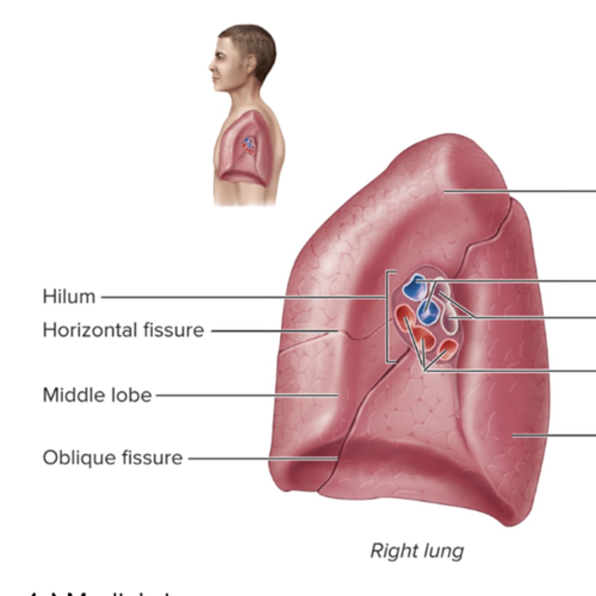 <p>R. lung has</p><p>superior lobe</p><p>middle lobe</p><p>inferior lobe</p>
