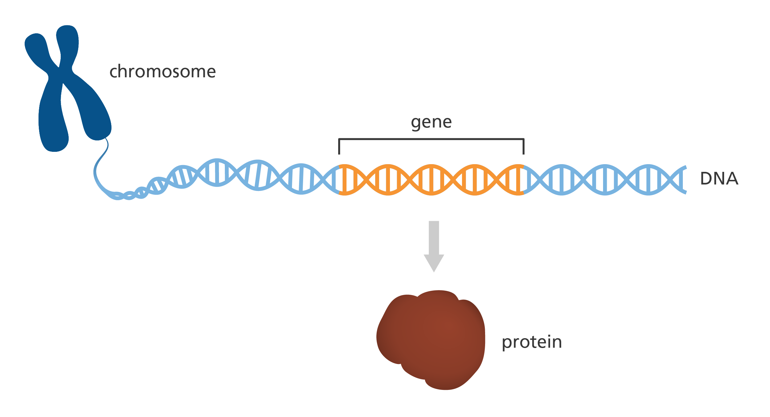 <p>what is a gene</p>