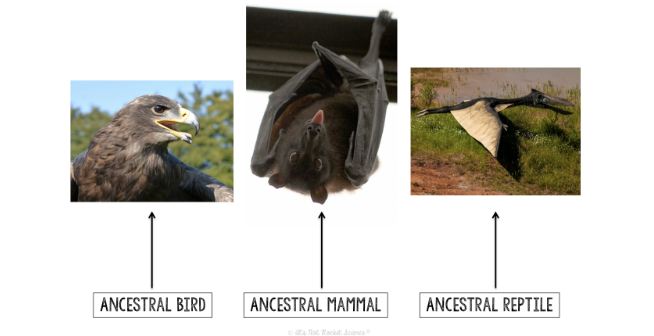 <p>Convergent Evolution</p>