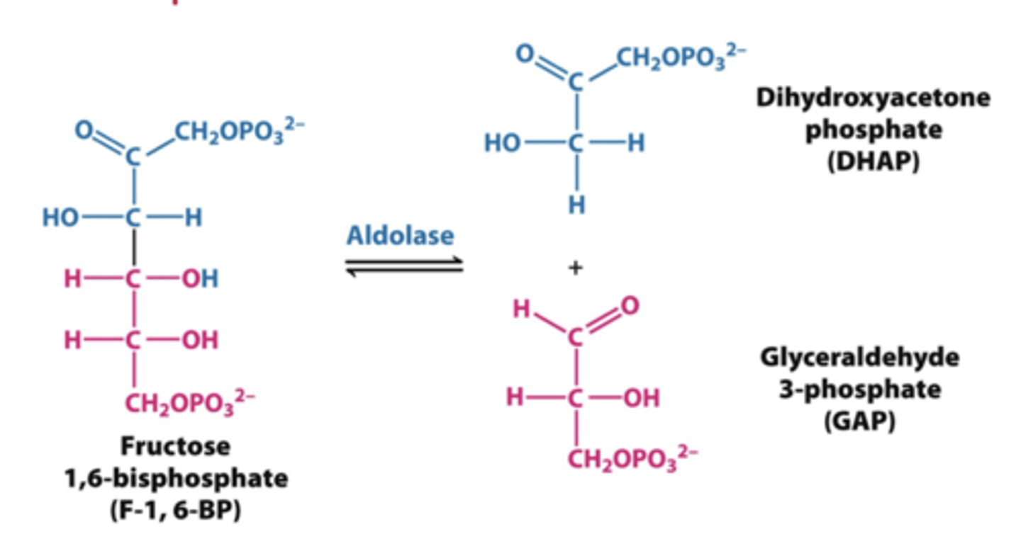<p>aldolase</p><p>-splits fructose 1,6 bisphosphate into two molecules</p>