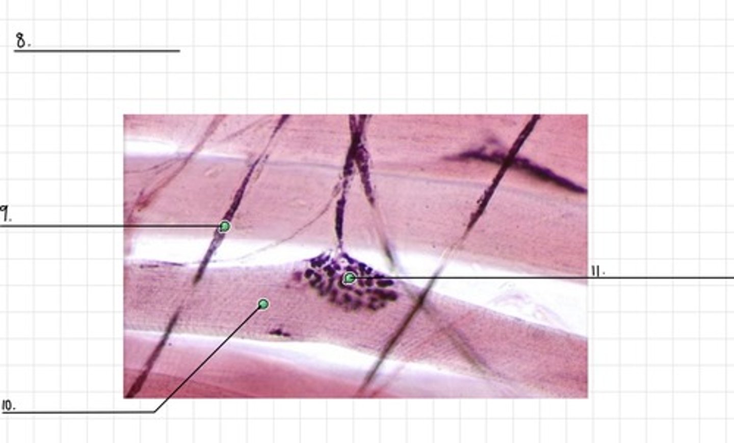 <p>8</p>