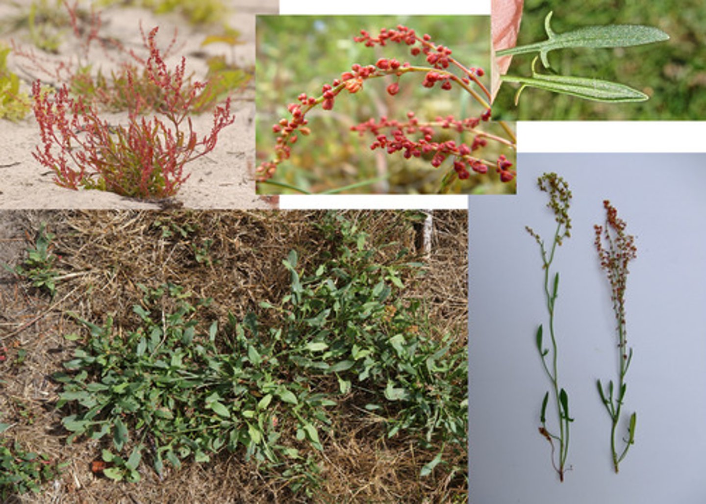 <p>Schapenzuring</p>