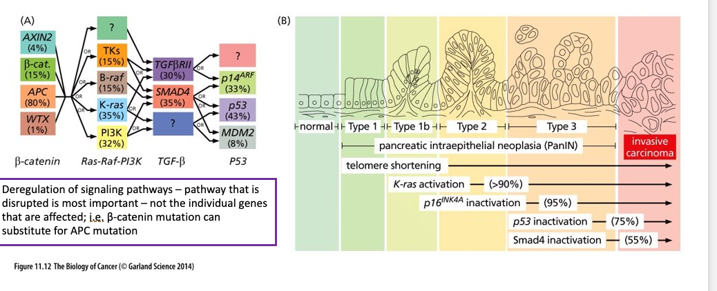 <ul><li><p class="Paragraph WhiteSpaceCollapse SCXP172213830 BCX0" style="text-align: left"><span><strong>(A) In reality, not all colorectal cancers follow the straight path depicted in Fig. 11.11</strong>​</span></p></li><li><p class="Paragraph WhiteSpaceCollapse SCXP172213830 BCX0" style="text-align: left"><span>Greater than 80% of colon carcinomas show inactivation of <em>APC</em> early on​</span></p></li><li><p class="Paragraph WhiteSpaceCollapse SCXP172213830 BCX0" style="text-align: left"><span>Only about 35% of colon carcinomas acquire a <em>K-Ras</em> mutation​</span></p></li><li><p class="Paragraph WhiteSpaceCollapse SCXP172213830 BCX0" style="text-align: left"><span>Tumors with <em>K-Ra</em>s mutations rarely have <em>p53</em> mutations​</span></p></li><li><p class="Paragraph WhiteSpaceCollapse SCXP172213830 BCX0" style="text-align: left"><span>(B) Pancreas Adenocarcinoma - orderly succession of genetic and epigenetic changes</span></p></li></ul><p></p>