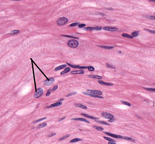 <p>glial cells with large, round nuclei. </p>