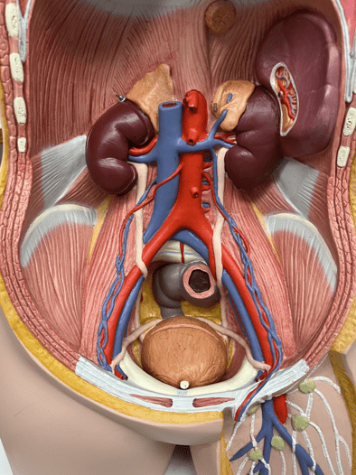 <p>• An artery of the abdomen (not shown).</p>
<p>• Originates from the abdominal aorta.</p>
<p>• Supplies the adrenal glands.</p>
<p>• On the abdominal aorta, inferior to the superior mesenteric artery and superior to the renal arteries.</p>