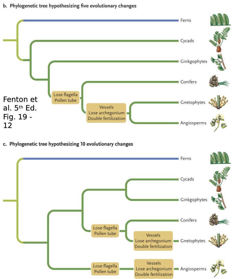 <p>least amount of proposed evolutionary change</p>