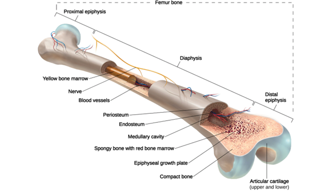 Parts of a long bone