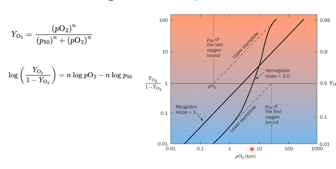 <ul><li><p class="my-2 [&amp;+p]:mt-4 [&amp;_strong:has(+br)]:inline-block [&amp;_strong:has(+br)]:pb-2">The Hill equation and its logarithmic form are used to analyze hemoglobin’s oxygen binding cooperativity.</p></li><li><p class="my-2 [&amp;+p]:mt-4 [&amp;_strong:has(+br)]:inline-block [&amp;_strong:has(+br)]:pb-2">On the log-log plot, the slope for <strong>myoglobin</strong> is 1 (no cooperativity), while <strong>hemoglobin</strong> has a slope of about 3, showing cooperative binding.</p></li><li><p class="my-2 [&amp;+p]:mt-4 [&amp;_strong:has(+br)]:inline-block [&amp;_strong:has(+br)]:pb-2">The first oxygen binds to hemoglobin at a relatively high oxygen pressure (<span style="font-family: KaTeX_Main, &quot;Times New Roman&quot;, serif; line-height: 1.2; font-size: 1.21em;"><span>pO2</span><em><span>pO</span></em><span>2</span></span> ≈ 30 torr), but the last (4th) oxygen binds at a much lower pressure (<span style="font-family: KaTeX_Main, &quot;Times New Roman&quot;, serif; line-height: 1.2; font-size: 1.21em;"><span>pO2</span><em><span>pO</span></em><span>2</span></span> ≈ 0.3 torr).</p></li><li><p class="my-2 [&amp;+p]:mt-4 [&amp;_strong:has(+br)]:inline-block [&amp;_strong:has(+br)]:pb-2"><strong>Summary:</strong> At <strong>low oxygen concentrations,</strong> hemoglobin’s binding is weak, while at <strong>high oxygen concentrations</strong> it binds oxygen much more strongly (higher affinity). This change in affinity is due to cooperativity between hemoglobin subunits.</p></li></ul><p></p>