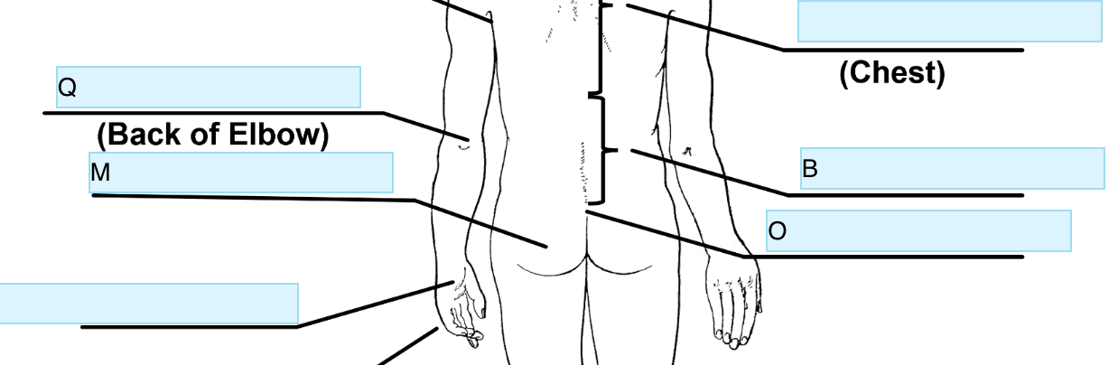 <p>Anatomical term for B</p>