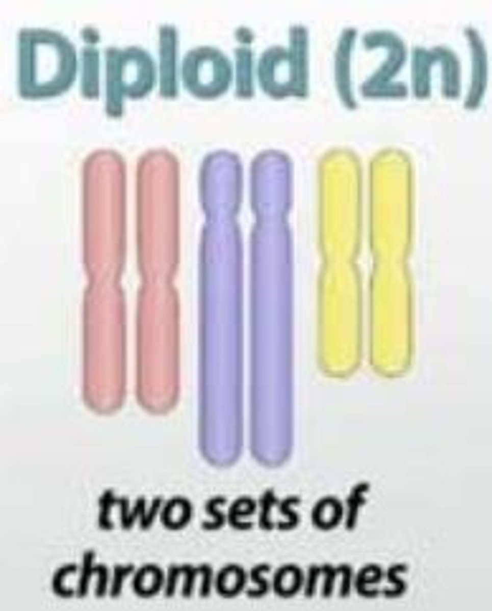 <p>Diploid cells (2n)</p>