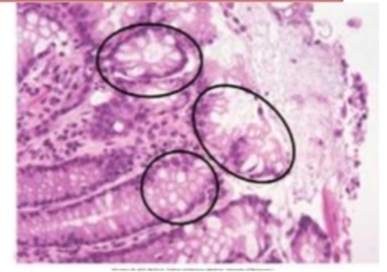 <p>Identify and What is the main characteristic of it? +Give an example?</p>