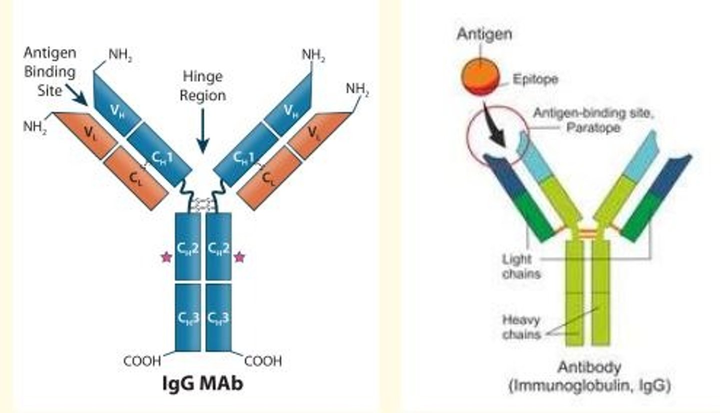 <p>Y-shaped protein produced by B cells of the immune system in response to the presence of antigens on foreign body invaders e.g., viruses, bacteria, fungi, parasites</p>