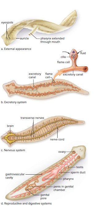 Anatomy of a planarian.
