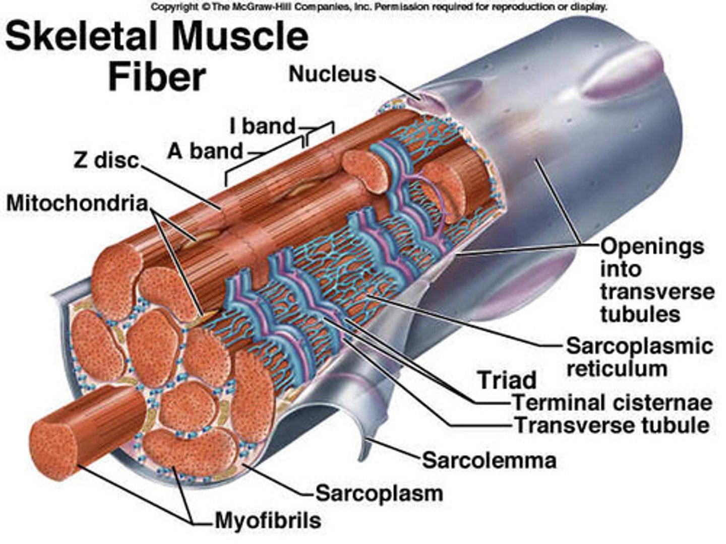 <p>each fiber cell is packed with myofibrils which is packed with myofilaments.</p>