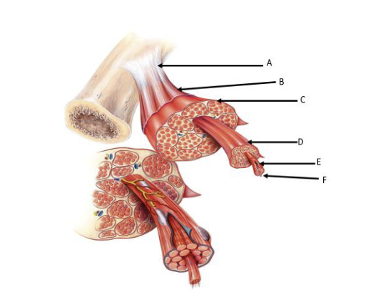 <p>ID the structure indicated by B. </p>