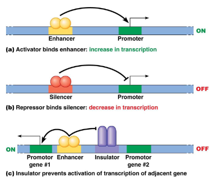<ul><li><p>Transcriptionele activator bindt op enhancer</p></li><li><p>Transcriptionele repressor bindt op silencer</p></li></ul><p>ze liggen stroomop- en -afwaarts</p><p></p>