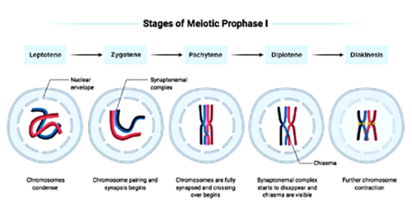 <p>Leptotene Stage: chromosomes look like long, thin threads as they start to condense<br><br>Pachytene Stage: Homologous chromosomes align and undergo synapsis where each base pair aligns between homologues.<br><br>Diplotene Stage: 4 sister chromatids = tetrad. Crossing over occurs.<br><br>Diakinesis: 4 arms of tetrad are available</p>