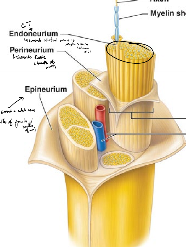 <p>Describe the structure of a nerve from deepest to most superficial</p>
