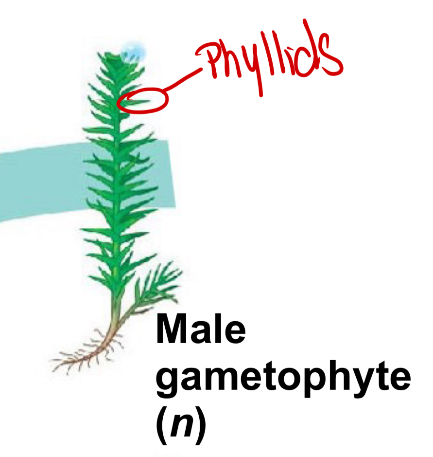 <p>Thin leaf-like growths that absorb water through direct in contact with ground or trapped moisture</p><ul><li><p>DOES NOT HAVE LEAVES (those come later)</p></li></ul>