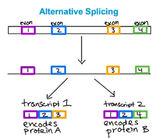 <p>Alternative Splicing</p>