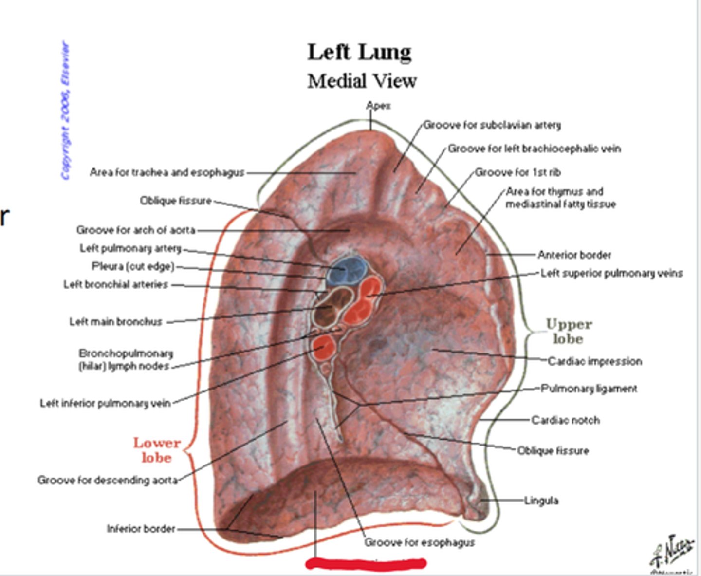 knowt flashcard image
