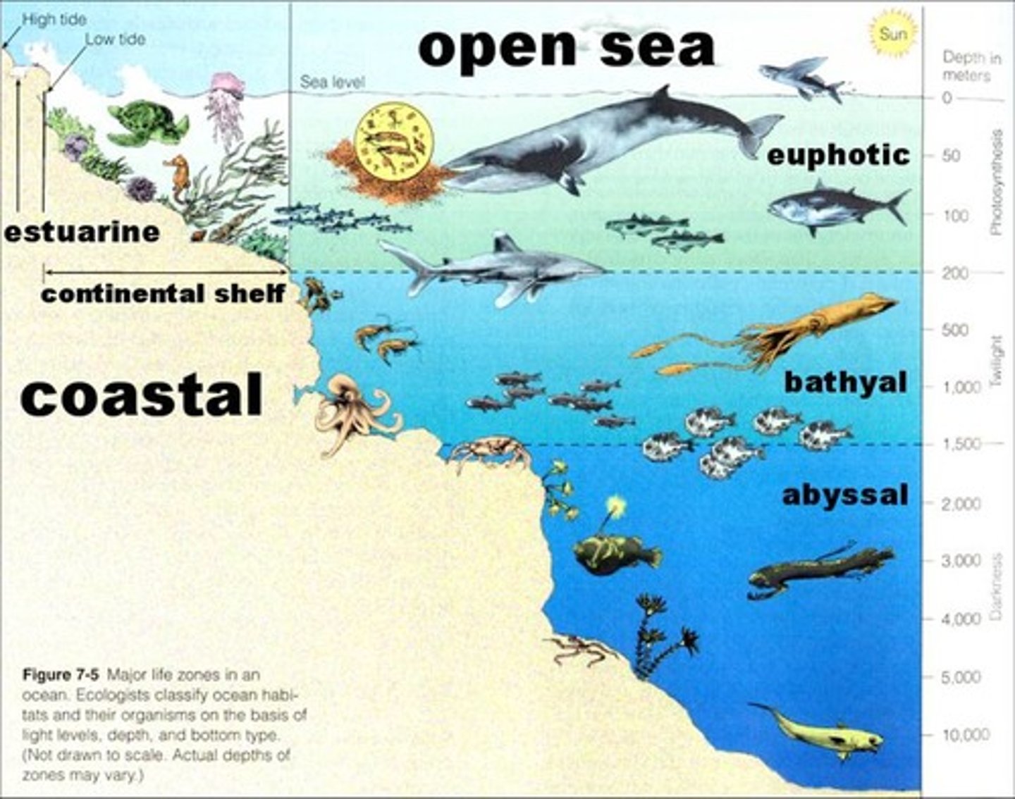 <p>Warm, nutrient-rich, shallow part of the ocean that extends from the high-tide mark on land to the edge of a shelflike extension of continental land masses known as the continental shelf.</p>