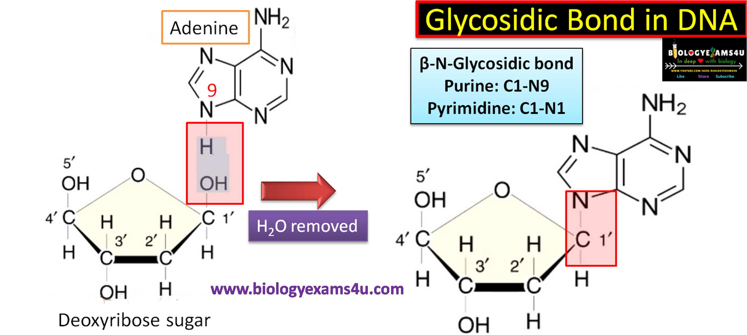 <p>Connect nitrogenous base to deoxyribose sugar</p>